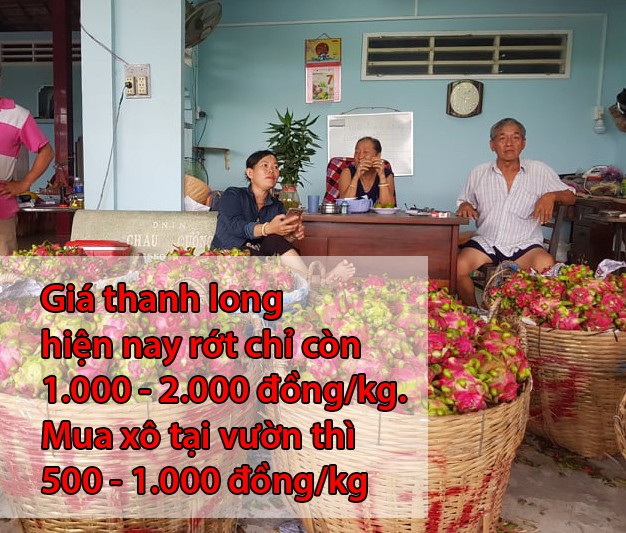 Nước mắt rơi trên ruộng thanh long