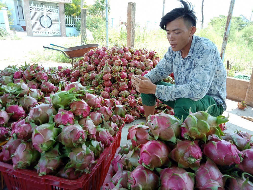 Nước mắt rơi trên ruộng thanh long