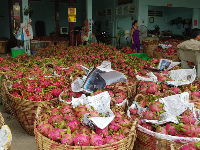 Nước mắt rơi trên ruộng thanh long