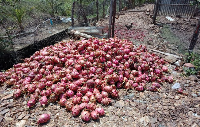 Nước mắt rơi trên ruộng thanh long