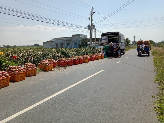 Nước mắt rơi trên ruộng thanh long