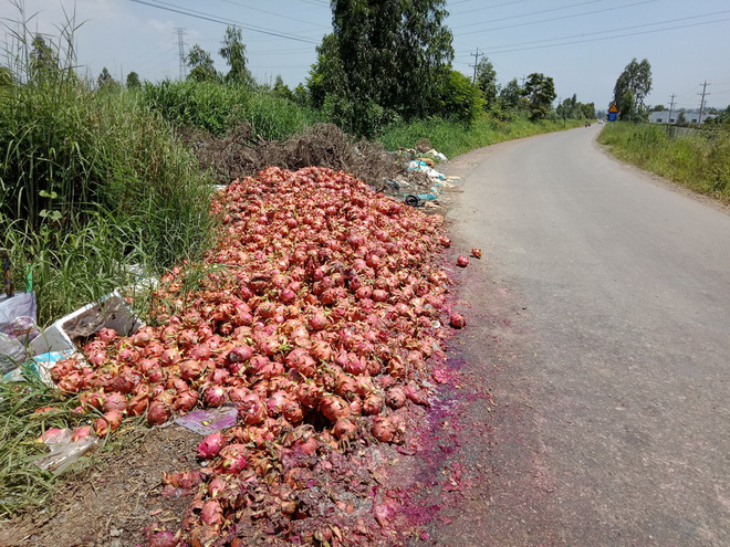 Nước mắt rơi trên ruộng thanh long