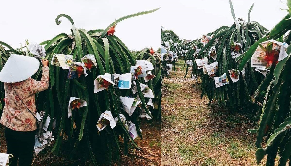 Nước mắt rơi trên ruộng thanh long