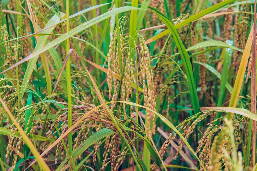 Ngỡ ngàng vẻ đẹp ruộng bậc thang Hoàng Su Phì mùa lúa chín