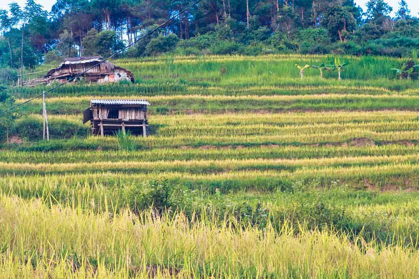 Ngỡ ngàng vẻ đẹp ruộng bậc thang Hoàng Su Phì mùa lúa chín Ngỡ ngàng vẻ đẹp ruộng bậc thang Hoàng Su Phì mùa lúa chín