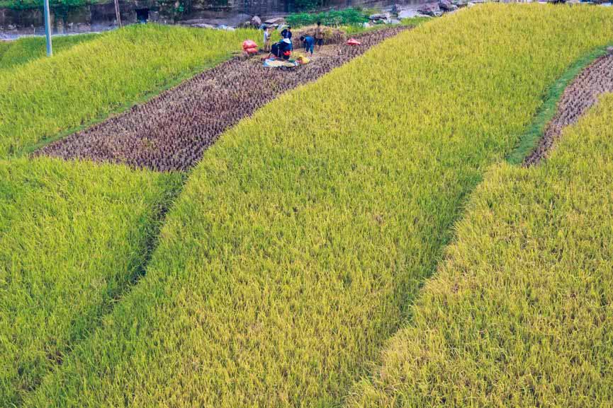 Ngỡ ngàng vẻ đẹp ruộng bậc thang Hoàng Su Phì mùa lúa chín