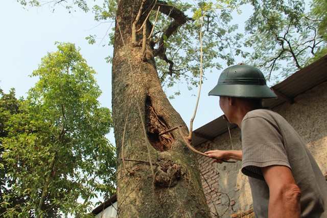 Diễn biến mới vụ người dân xin bán đấu giá cụ sưa trăm tỷ