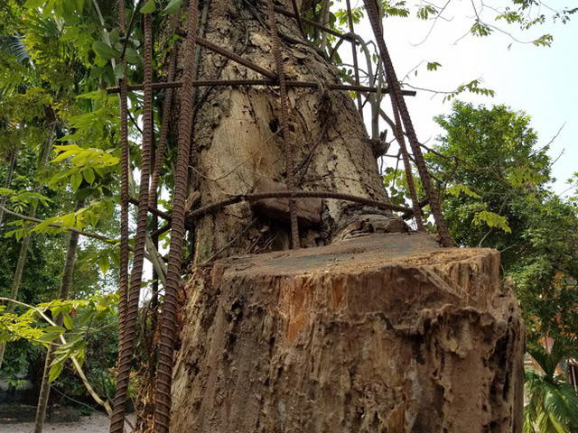 Diễn biến mới vụ người dân xin bán đấu giá cụ sưa trăm tỷ