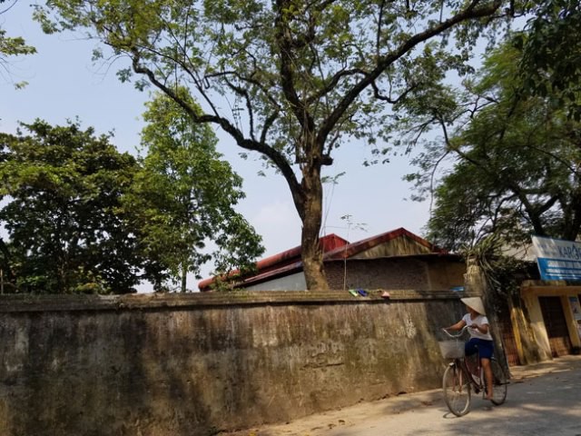 Diễn biến mới vụ người dân xin bán đấu giá cụ sưa trăm tỷ