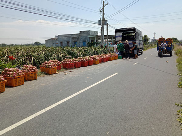 Lại kêu gọi giải cứu thanh long