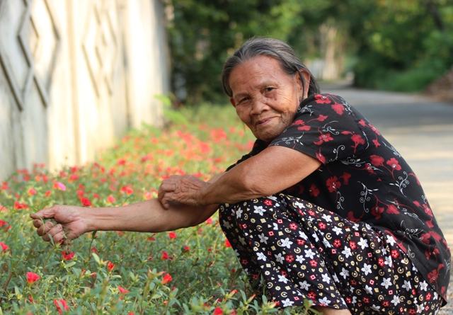 Mê mẩn đường hoa mười giờ ở ngôi làng bên sông Nhật Lệ