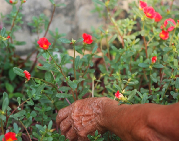 Mê mẩn đường hoa mười giờ ở ngôi làng bên sông Nhật Lệ