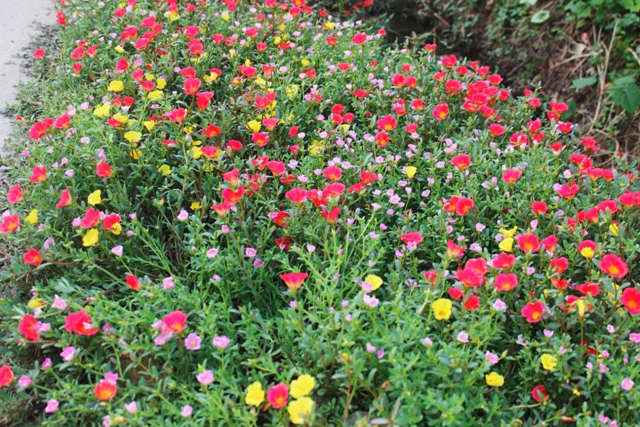 Mê mẩn đường hoa mười giờ ở ngôi làng bên sông Nhật Lệ