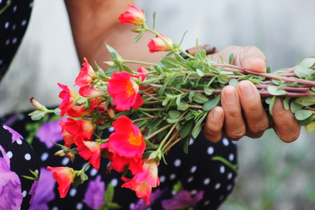 Mê mẩn đường hoa mười giờ ở ngôi làng bên sông Nhật Lệ