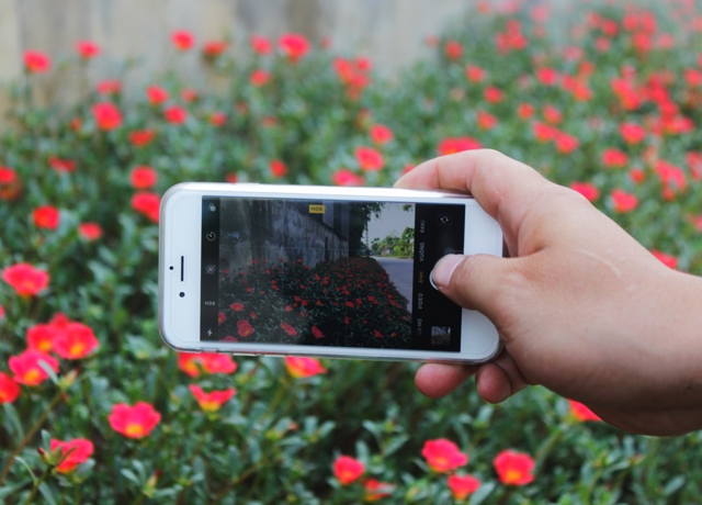 Mê mẩn đường hoa mười giờ ở ngôi làng bên sông Nhật Lệ