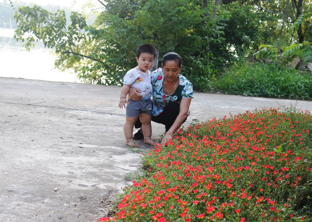 Mê mẩn đường hoa mười giờ ở ngôi làng bên sông Nhật Lệ