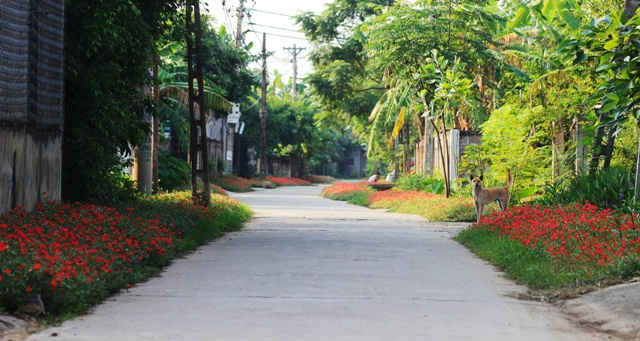 Mê mẩn đường hoa mười giờ ở ngôi làng bên sông Nhật Lệ