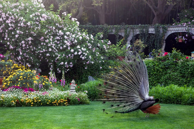 Khu vườn rộng 5000m² đẹp như cổ tích được cải tạo từ bãi đất hoang của người đàn ông 70 tuổi