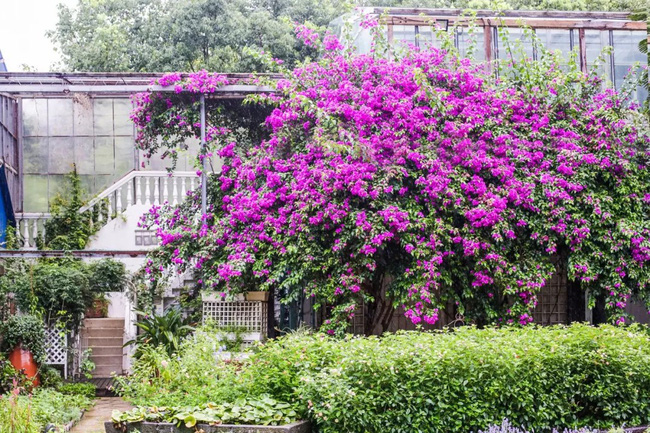 Khu vườn rộng 5000m² đẹp như cổ tích được cải tạo từ bãi đất hoang của người đàn ông 70 tuổi