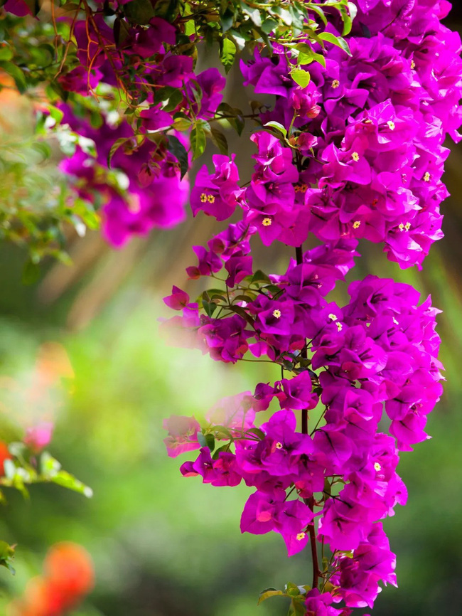 Khu vườn rộng 5000m² đẹp như cổ tích được cải tạo từ bãi đất hoang của người đàn ông 70 tuổi