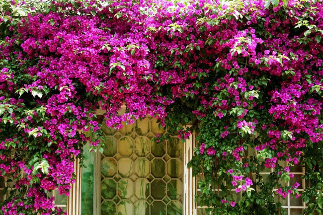 Khu vườn rộng 5000m² đẹp như cổ tích được cải tạo từ bãi đất hoang của người đàn ông 70 tuổi