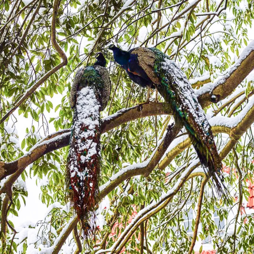 Khu vườn rộng 5000m² đẹp như cổ tích được cải tạo từ bãi đất hoang của người đàn ông 70 tuổi