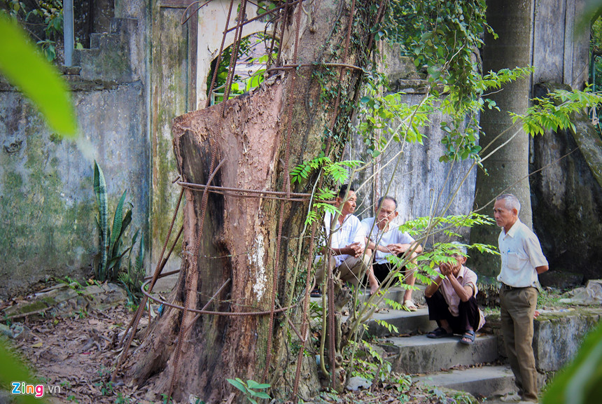 Cây sưa đỏ 130 tuổi được định giá 50 tỷ ở Hà Nội