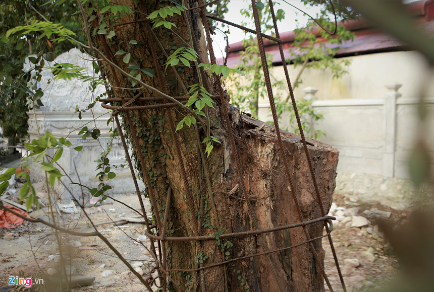 Cây sưa đỏ 130 tuổi được định giá 50 tỷ ở Hà Nội