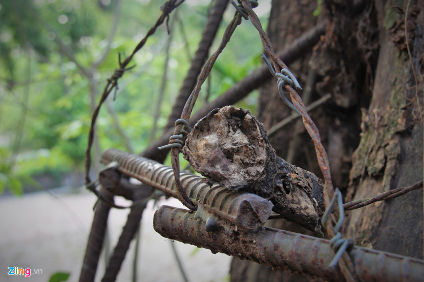 Cây sưa đỏ 130 tuổi được định giá 50 tỷ ở Hà Nội