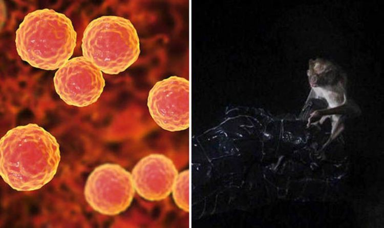 Ở Peru có một loài dơi ma cà rồng, và chúng đang chứa một mối hiểm họa đáng sợ