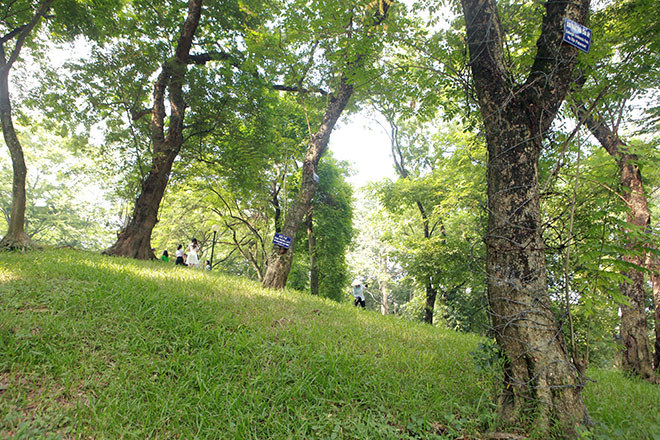 Vì sao gỗ sưa được coi là loại gỗ vương giả, đắt hơn vàng ròng?