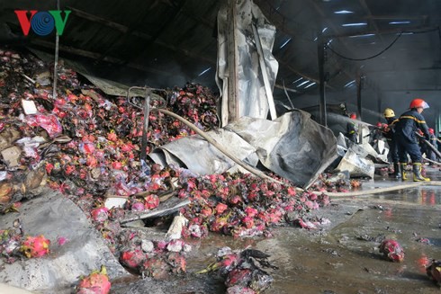 Hỏa hoạn thiêu rụi kho thanh long hơn 100 tấn ở Bình Thuận