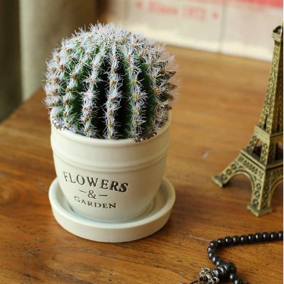 Sự nghiệp sẽ phất lên như diều gặp gió nếu bạn đặt 5 cây cảnh này trên bàn làm việc Sự nghiệp sẽ phất lên như diều gặp gió nếu bạn đặt 5 cây cảnh này trên bàn làm việc