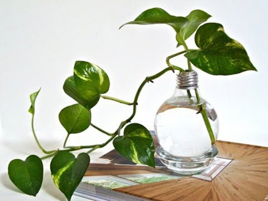 Sự nghiệp sẽ phất lên như diều gặp gió nếu bạn đặt 5 cây cảnh này trên bàn làm việc Sự nghiệp sẽ phất lên như diều gặp gió nếu bạn đặt 5 cây cảnh này trên bàn làm việc