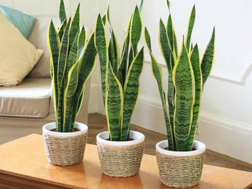 Sự nghiệp sẽ phất lên như diều gặp gió nếu bạn đặt 5 cây cảnh này trên bàn làm việc Sự nghiệp sẽ phất lên như diều gặp gió nếu bạn đặt 5 cây cảnh này trên bàn làm việc