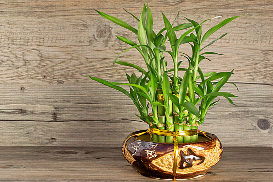 Sự nghiệp sẽ phất lên như diều gặp gió nếu bạn đặt 5 cây cảnh này trên bàn làm việc Sự nghiệp sẽ phất lên như diều gặp gió nếu bạn đặt 5 cây cảnh này trên bàn làm việc