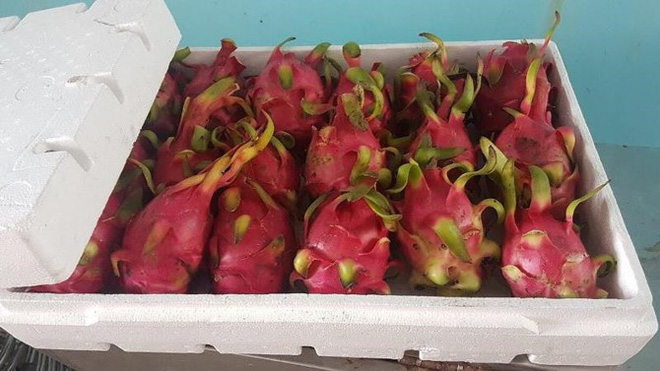 Tôi đang mua thanh long xuất khẩu 120.000 đồng/kg