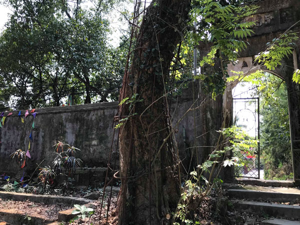 Chuyên gia giải mã nguyên nhân khiến gỗ sưa có giá trên trời, đại gia săn lùng