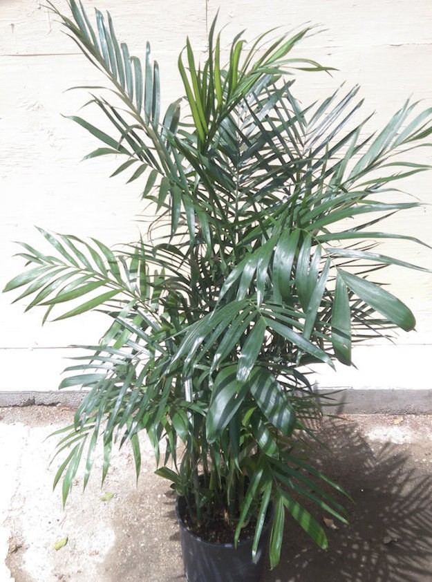 10 loại cây cảnh đẹp, dễ mua lại có tác dụng loại bỏ độc tố trong nhà