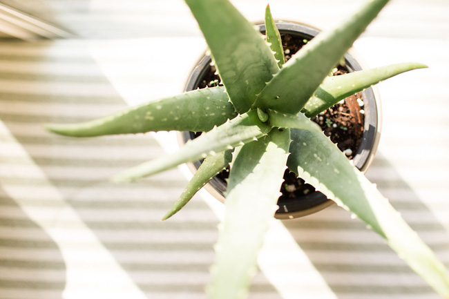 10 loại cây cảnh đẹp, dễ mua lại có tác dụng loại bỏ độc tố trong nhà