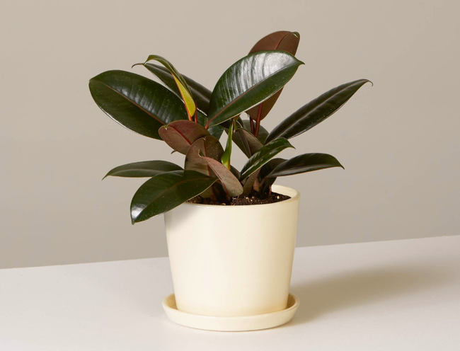 10 loại cây cảnh đẹp, dễ mua lại có tác dụng loại bỏ độc tố trong nhà