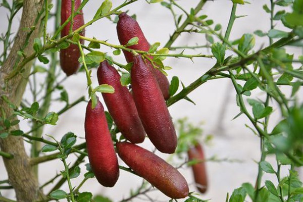 Chanh ngón tay có hương vị lạ giá 3,5 triệu đồng/kg từng suýt bị tuyệt chủng