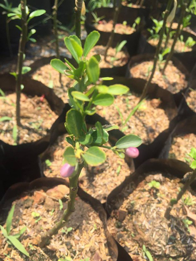 Chanh ngón tay có hương vị lạ giá 3,5 triệu đồng/kg từng suýt bị tuyệt chủng