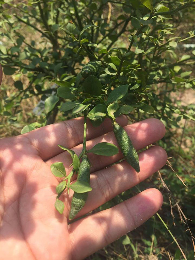 Chanh ngón tay có hương vị lạ giá 3,5 triệu đồng/kg từng suýt bị tuyệt chủng