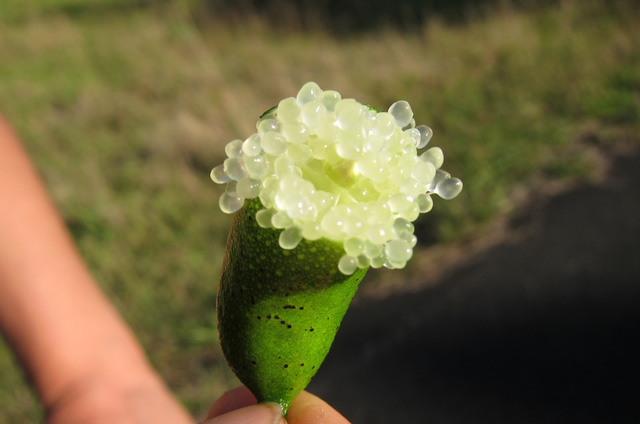 Chanh ngón tay có hương vị lạ giá 3,5 triệu đồng/kg từng suýt bị tuyệt chủng