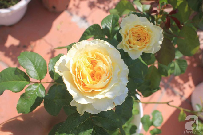 Ngôi nhà hoa hồng nhỏ nhắn và vô cùng dễ thương giữa thành phố Hạ Long của mẹ trẻ xinh đẹp