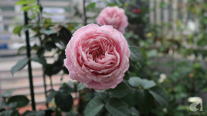 Ngôi nhà hoa hồng nhỏ nhắn và vô cùng dễ thương giữa thành phố Hạ Long của mẹ trẻ xinh đẹp