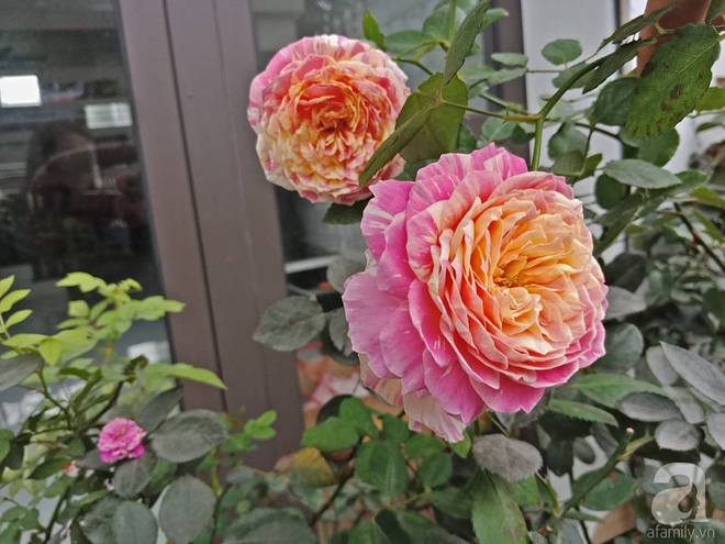 Ngôi nhà hoa hồng nhỏ nhắn và vô cùng dễ thương giữa thành phố Hạ Long của mẹ trẻ xinh đẹp