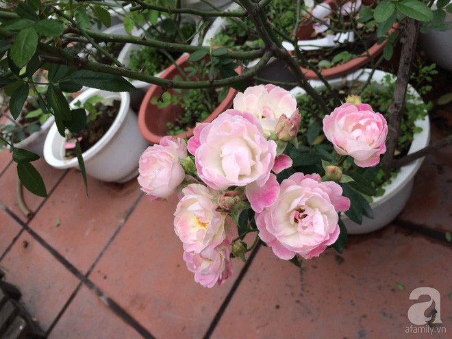 Ngôi nhà hoa hồng nhỏ nhắn và vô cùng dễ thương giữa thành phố Hạ Long của mẹ trẻ xinh đẹp