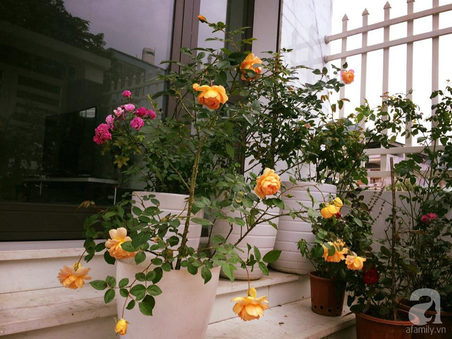 Ngôi nhà hoa hồng nhỏ nhắn và vô cùng dễ thương giữa thành phố Hạ Long của mẹ trẻ xinh đẹp